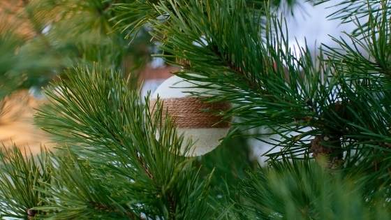 If you've never had a live Christmas tree before, it may be a bit of a learning curve. Here's what you should know before shopping.